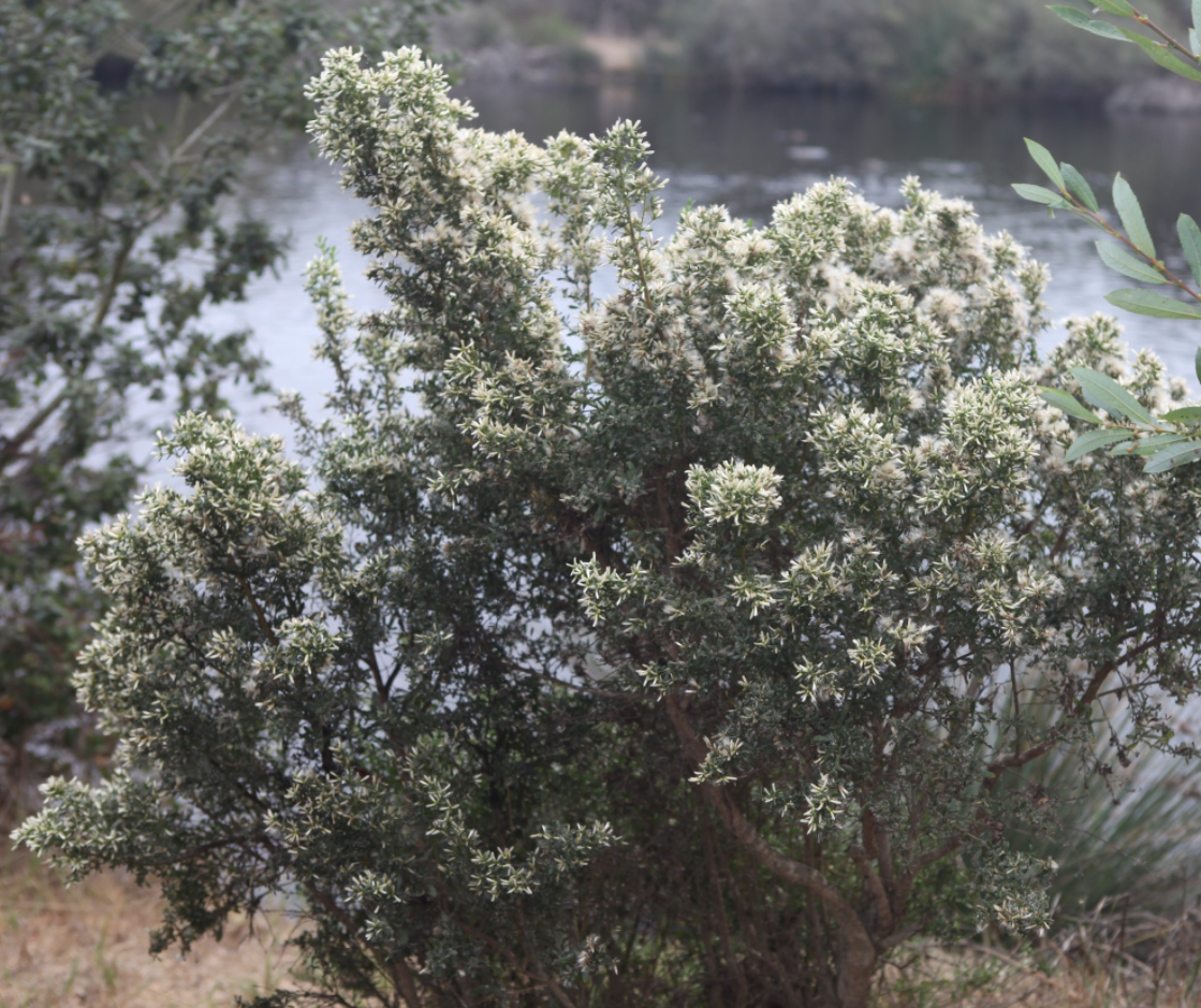 Photo of shrub Coyote Brush with green foliage